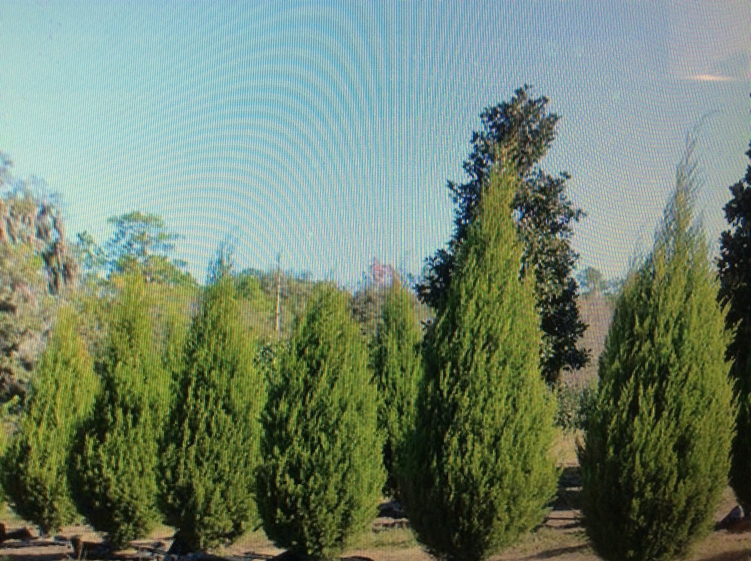 8 Red Cedar Tree Cuttings Grow Your Own Trees Easy Instructions