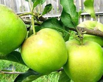 2 MUTSU apple tree 2-3 ft tall now sweet dessert apple semi dwarf variety
