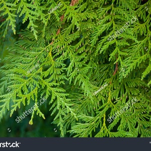 May include: Close-up of vibrant green arborvitae foliage. The image showcases the detailed texture of the evergreen leaves, with a focus on the intricate patterns and shades of green. The background is a soft, blurred green.