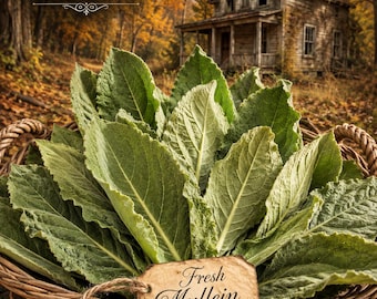 Fresh Picked Mullein Leaves 2 oz | Wildcrafted Mullein | Natural  FRESH Leaves | Rustic Botanical Decor | Herbal Craft Supply