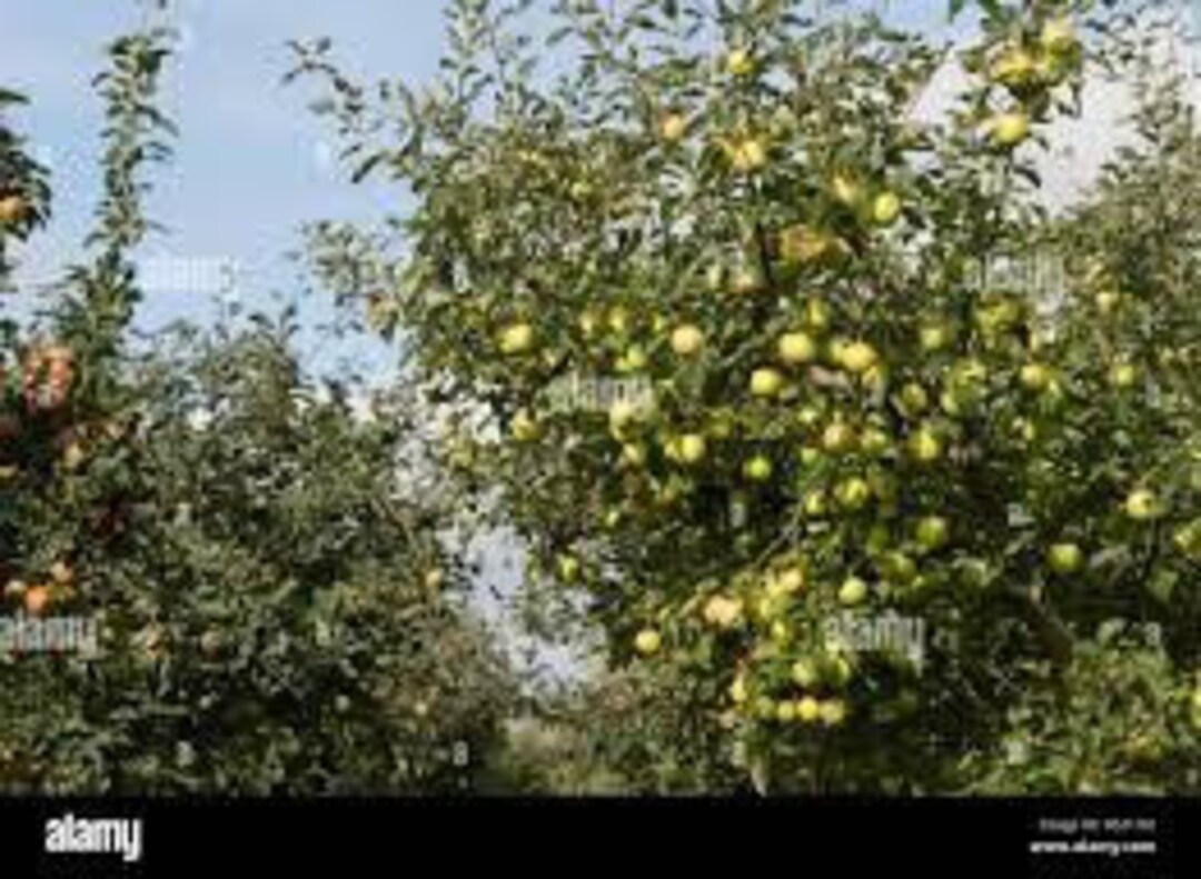 Yellow Delicious Apple Tree, 2 Ft Tall, Fruit Tree 1 2 Ft Tall.live