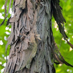 4 live Shagbark Hickory trees nuts 12-18 in tall now