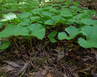 20 Wild Ginger Roots | Shade Loving Native Plant | Hardy Woodland Ground Cover | Easy to Grow | Southern Indiana Grown