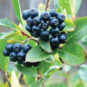 May include: Close-up of a cluster of dark blue aronia berries on a branch with green leaves. The berries are round and clustered together, with a slightly matte finish. The leaves are a vibrant green.