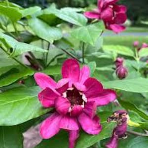 May include: Close-up of a flowering shrub with vibrant magenta blooms and glossy green leaves. The flowers have multiple petals and a dark center, contrasting with the bright foliage. The image captures the natural beauty of the plant.