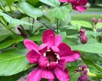 2 arbustos de pimienta de Jamaica (Carolina Allspice) – 30–45 cm de altura – Raíz desnuda – Arbusto nativo fragante