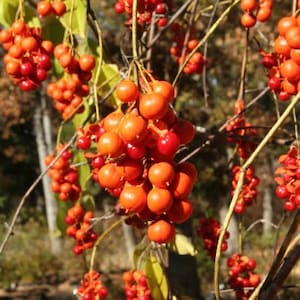 American Bittersweet Vines (5 Pack) – 18–24” Bare Root • Orange Fall Berries • Native Climbing Vine • Rustic Decor • Wildlife Friendly