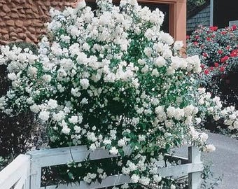 Mock Orange Shrubs – Set of 2 Live Plants • 12–18 Inches Tall • Bare Root • Fragrant White Spring Blooms