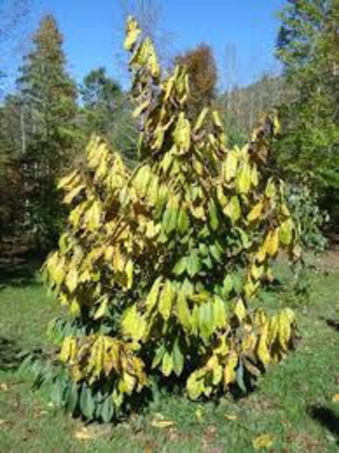 6 Paw Paw Tree Cuttings Grow Your Own Trees Easy Instructions Included Live Tree Cuttings Etsy