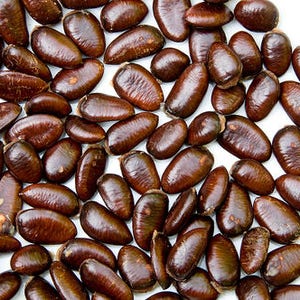 Puede incluir: Una imagen de primer plano de un mont&oacute;n grande de semillas marrones. Las semillas son lisas y de forma ovalada.