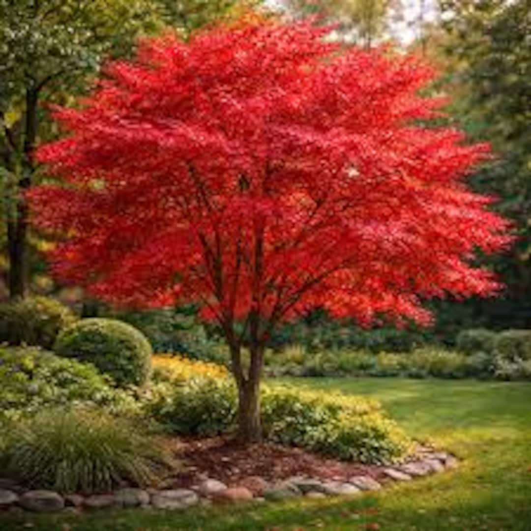 Red Maple Trees (2 Pack) – 18–24” Bare Root • Brilliant Fall Color ...