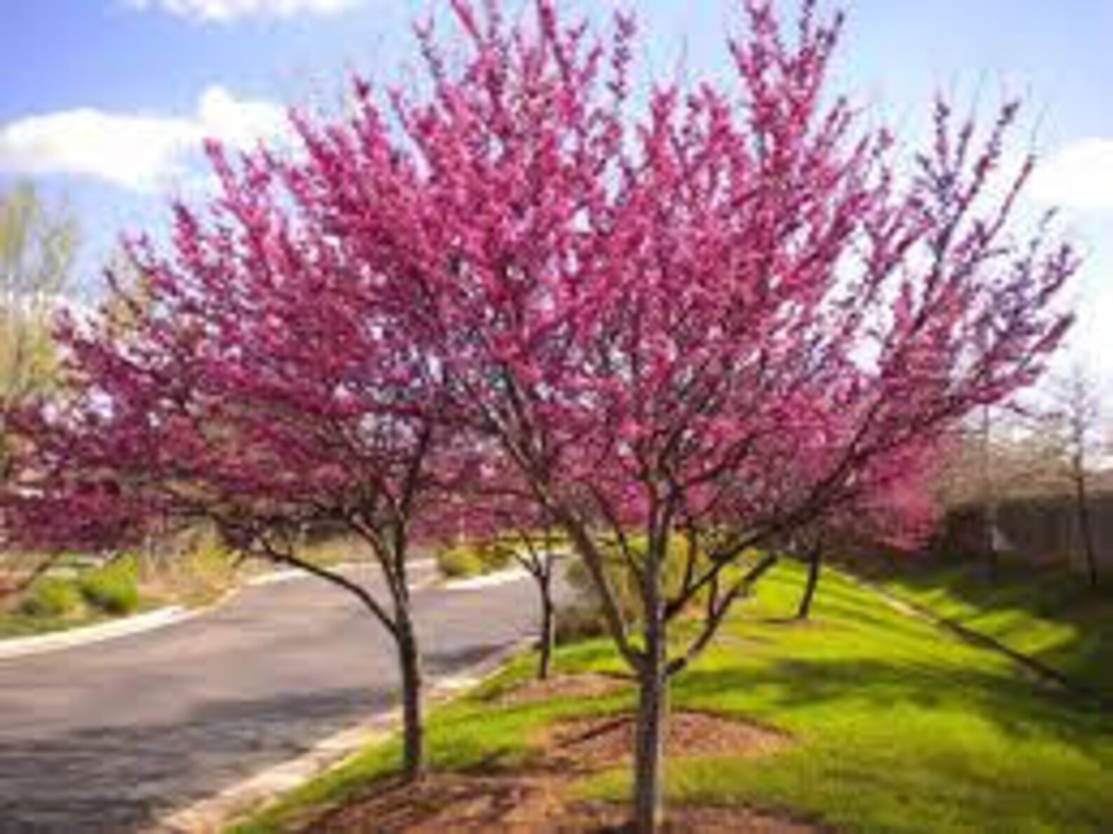 2 Two Beautiful red bud trees 1 to2 feet tall Blooms Etsy