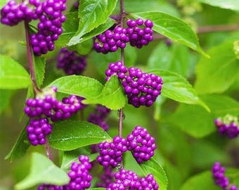 American Beautyberry Bushes (2 Pack) – 12–24” Bare Root • Bright Purple Berries • Wildlife Friendly • Native Shrub • Fall Color