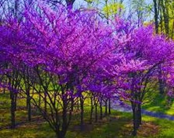 2 Eastern Redbud trees 2 ft tall, spring blooms, shipping now bareroot.