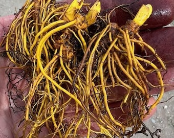 35 Cultivated Goldenseal Roots (Hydrastis canadensis) | Nursery Grown | Ready for Planting | Woodland Medicinal Herb