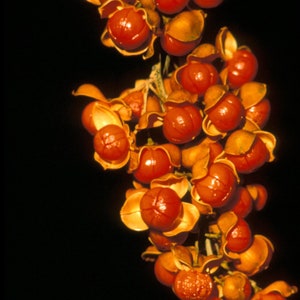 25 American Bittersweet Seeds! Beautiful berries, Fall Decorations !