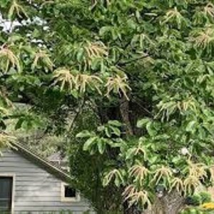 2 Chinese chestnut trees, 2ft tall now, fast growing live nut trees image 8