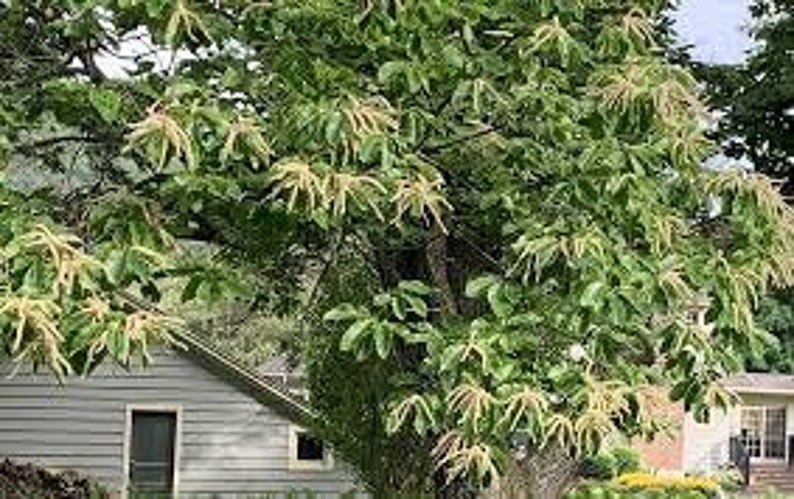 2 Chinese chestnut trees, 2ft tall now, fast growing live nut trees image 8