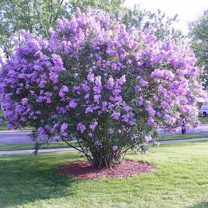 2 old fashioned purple lilac bushes 2ft tall now flowering fragrant bush