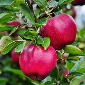 Nice 2 ft Pink Lady apple tree. Shipping now. bareroot ready to plant. live