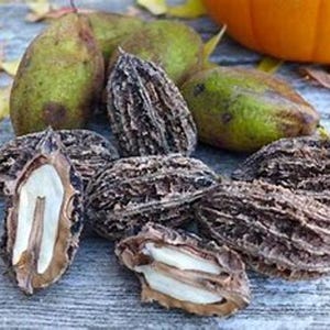 May include: A collection of black walnuts, some cracked open to reveal the white nutmeat, alongside green pears and a portion of an orange pumpkin. Autumn leaves are scattered around the nuts and fruit, creating a seasonal still life.