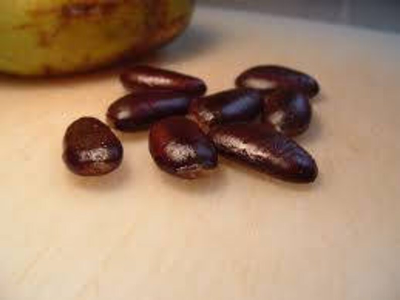Puede incluir: Primer plano de varias semillas de color marr&oacute;n oscuro sobre una superficie blanca. Las semillas tienen forma ovalada y una textura lisa y brillante.