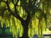 1 Nice  Weeping Willow Tree! 2 ft tall live plants Pre-Sale order now before there gone. Fall is best for planting. 