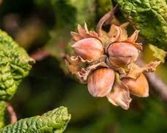 4 hazelnut trees, 2ft tall live trees ready to plant!