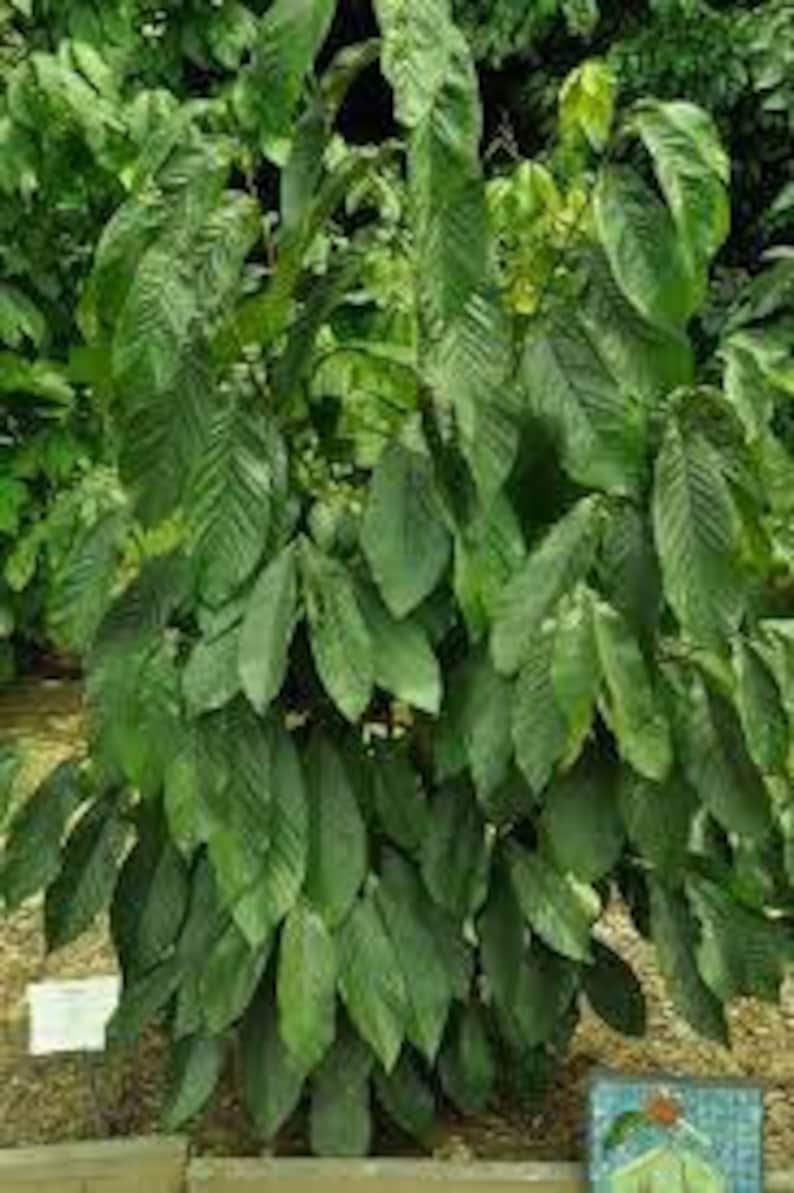 6 Paw paw Tree Cuttings Grow your own trees Easy instructions included Live tree cuttings image 5