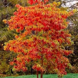May include: A set of three ceramic mugs with a speckled, matte finish. The mugs are in shades of cream, light gray, and dark gray. Each mug has a simple, minimalist design, perfect for coffee or tea.