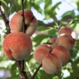May include: Close-up of a branch of a peach tree with several peaches growing on it. The peaches are a pale pink color with a fuzzy texture. Some of the peaches are clustered together, while others are growing individually.