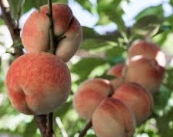 2 White Lady Peach Trees 2-3 ft tall now live Peach trees ready to plant now