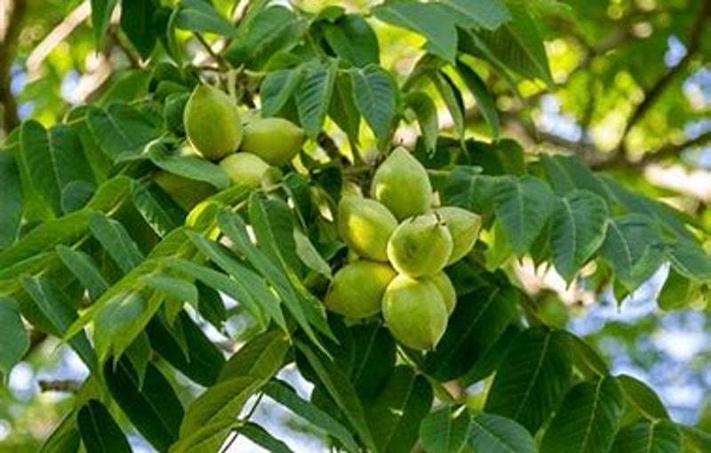 White Walnuts (butternuts) in Shell — Fresh Indiana Harvest — Sold by ...