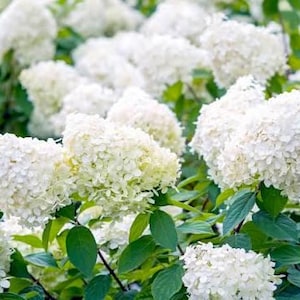 May include: Close-up of a cluster of white hydrangea flowers in full bloom. The flowers are densely packed, creating a textured appearance. Green leaves provide a contrasting backdrop, highlighting the bright white blossoms. The image captures the beauty of a garden.