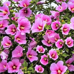 May include: A close-up of a bush filled with vibrant pink hibiscus flowers. The flowers have a deep pink center with a yellow stamen. Green leaves and buds are interspersed among the blooms, creating a lush, natural scene.