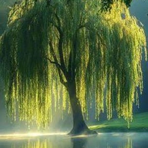 May include: A majestic weeping willow tree with cascading green foliage, illuminated by sunlight. The tree's reflection shimmers on the calm water, creating a serene and natural scene. The image captures the beauty of nature.