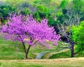 3  Eastern Redbud trees 1 -3 ft tall now live trees