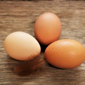 12 brown Empty Blown Real Chicken Eggs, for Craft Easter Decor