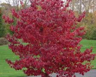 ONE live red scarlet fire dogwood flowering tree 1-2 ft tall now memorial or gift tree