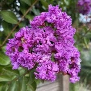 May include: Close-up of a cluster of vibrant purple flowers with ruffled petals. The flowers are in full bloom and have a delicate, soft appearance.