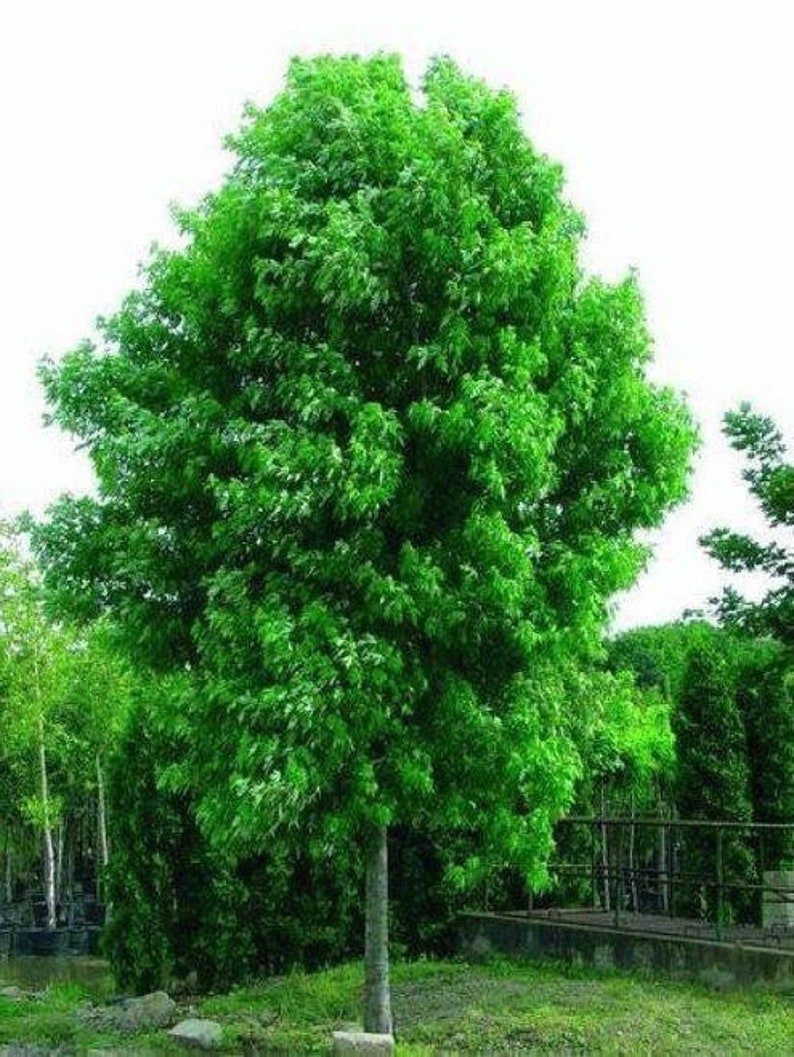 4 LIVE Silver Maple Trees Live Trees 2 Ft Tall Fast Growing Etsy