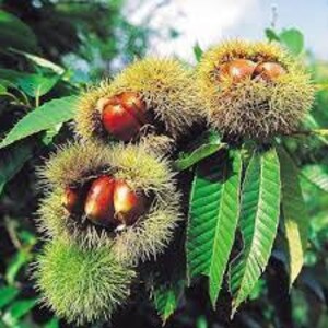 2 Chinese chestnut trees, 2ft tall now, fast growing live nut trees image 3