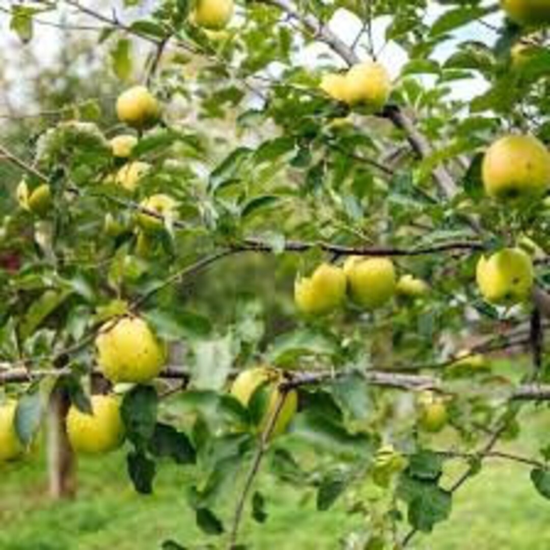 4 Yellow Delicious Apple Trees 23 Ft Tall Now Semi Dwarf Trees Easy to