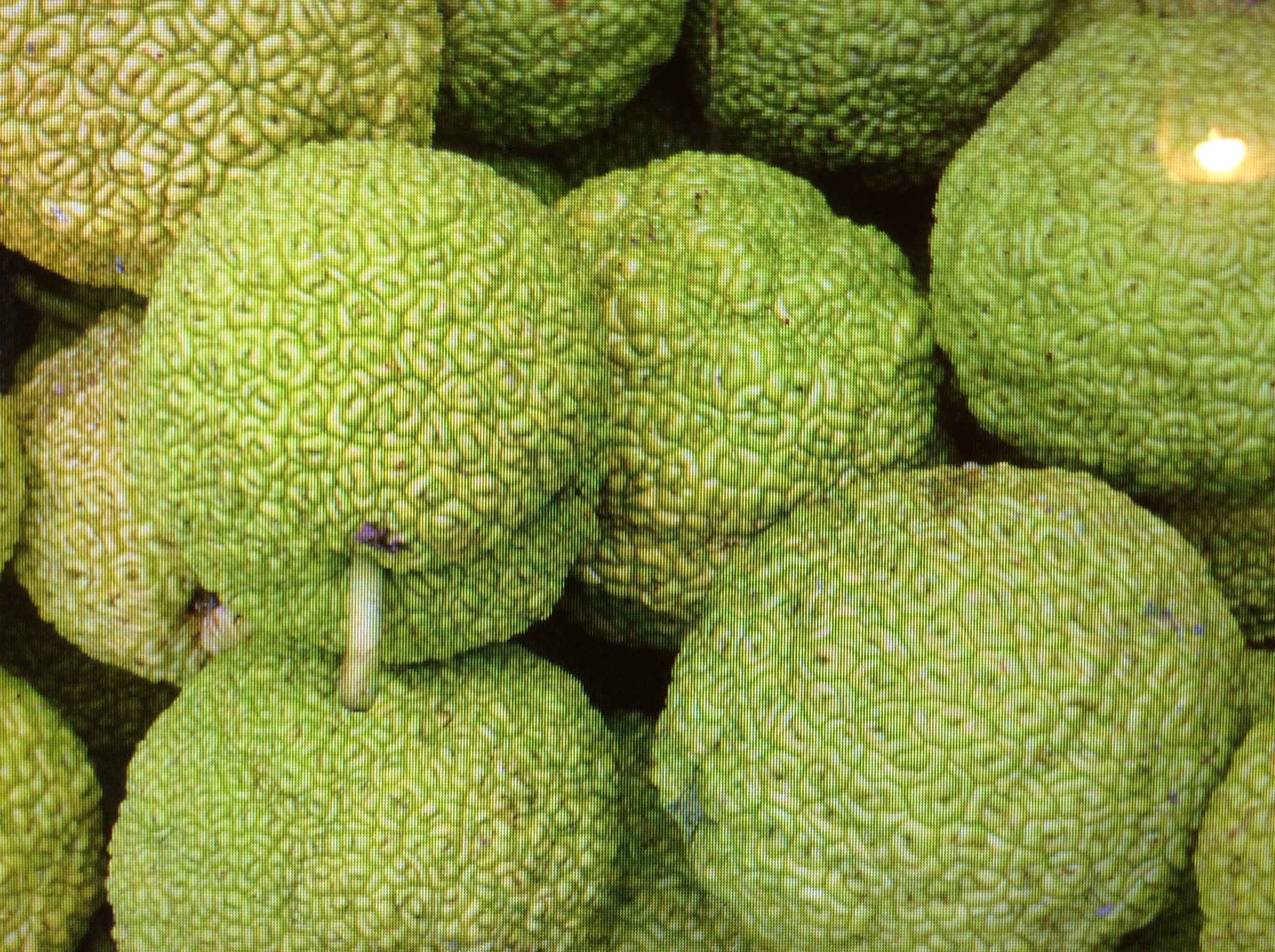 Hedge apple grossninja