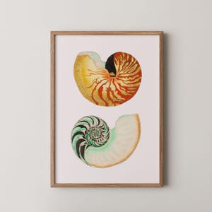 Puede incluir: Una impresión enmarcada con dos ilustraciones de conchas de nautilus. La concha superior es amarilla y naranja con un centro negro. La concha inferior es verde, negra y blanca. La obra de arte está sobre un fondo rosa pálido.