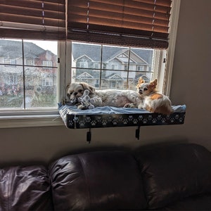 Könnte beinhalten: Zwei kleine Hunde, ein weißer Shih Tzu und ein weiß-brauner Chihuahua, entspannen sich auf einem schwarzen Fensterpodest mit Pfotenabdrücken. Das Podest ist an einem Fenster mit weißen Jalousien montiert.