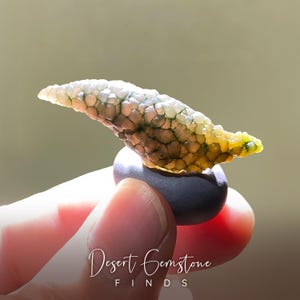 Alxa Gobi Desert Deep Green Fish Roe Agate – Rare Translucent Natural Stone with Fang-Like Shape | Raw Orbicular Agate for Crafts & Display