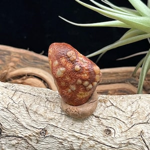 Alxa Gobi Desert Floral Vein Achat - Natürlicher Karamell & Gelbe Farbe Ader Fisch Roe Oberflächenstein mit komplizierten Mustern Sammlerstück.
