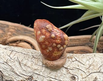 グリーンゴビ瑪瑙原石：モンゴル砂漠産宝石（15～30 mm） - Etsy 日本