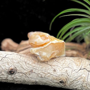 May include: A polished, light orange calcite crystal rests on a piece of driftwood. The crystal has a smooth, rounded shape with areas of translucence. The background is a dark, blurred setting with a green plant.